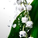 ⁦كول واتر من دافيدوف للنساء - او دي تواليت، 50 مل⁩ - الصورة ⁦6⁩