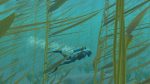 ⁦Endless Ocean Luminous [Nintendo Switch] UAE Version⁩ - الصورة ⁦3⁩