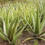 ⁦جل الصبار العضوي 100% للوجه، مع الصبار الطبيعي وفيتامين E للبشرة والشعر - 400 غرام⁩ - الصورة ⁦4⁩