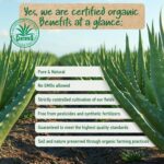 ⁦جل صبار الالوفيرا العضوي النباتي مع عصير الأوراق النقي 100٪ طبيعي ونقي مرطب للوجه والجسم من سوينا ناتشورالز جل صبار الالوفيرا العضوي للعناية بالبشرة بعد التعرض للشمس⁩ - الصورة ⁦6⁩